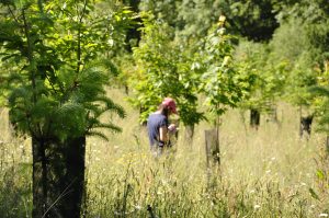 A woman in the middle of the trees